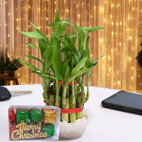 Plants :: By Types :: Indoor Plants :: Good Luck Combo Gift