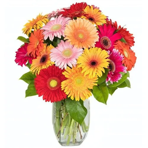 Elegant Arrangement of 15 Mixed Gerberas with Free Vase