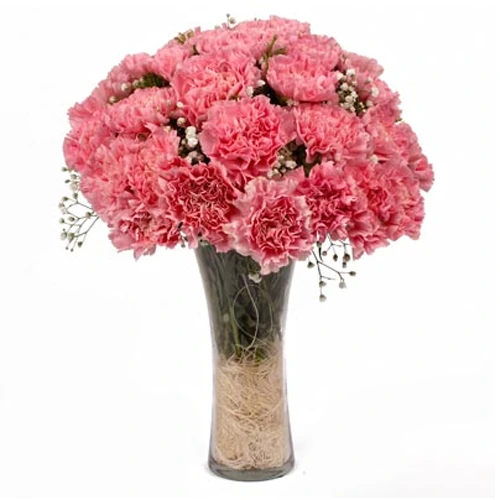 Classic 12 Pink Carnation with Free Vase