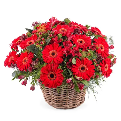 Magical Assemble ofGerberas in Red Colour