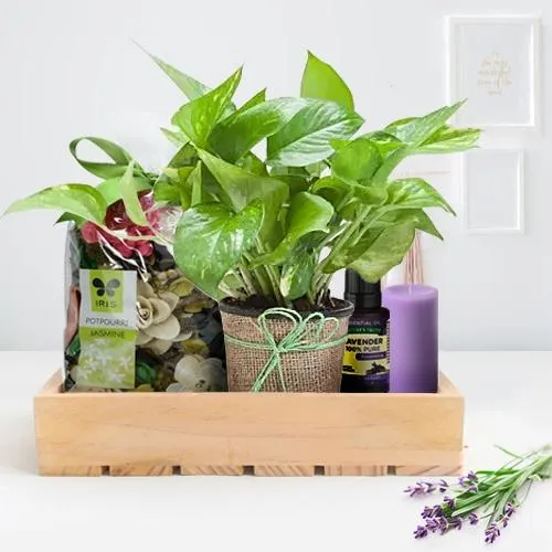 Top 15 Best Plants to gift and their Symbolism