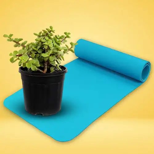 Wish Prosperity with Jade Plant n Yoga Mat