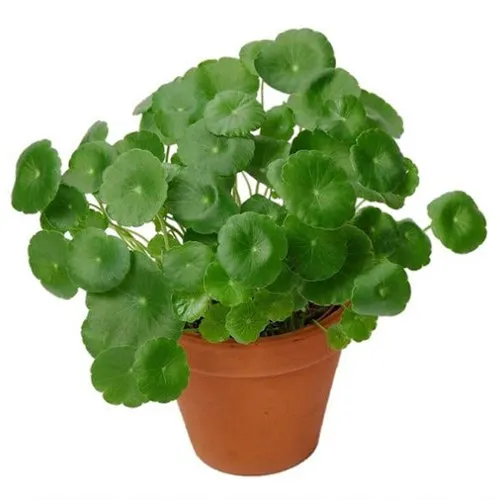 Impressive Brahmi Plant in Brown Pot