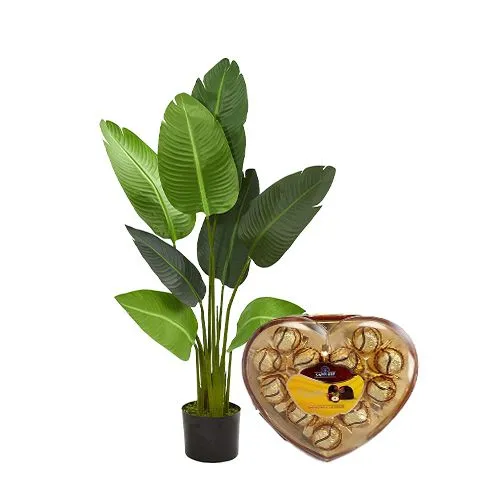 Adorable Travellar Palm Plant with Sapphire Hazelfills Chocolate Treat