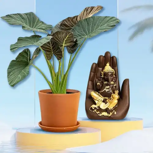 Fantastic Elephant Ear Plant N Palm Ganesha Showpiece Combo