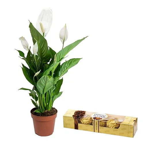 Classic Gift of Lily Plant with Ferrero Rocher