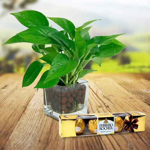 Jade Plant Money Plant EcoPot | Natures Colours Plants & Gifts