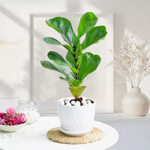 Cheerful Fiddle Leaf Fig Plant Gift