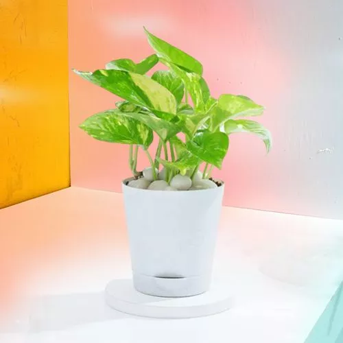 Low Maintenance Money Plant Gift