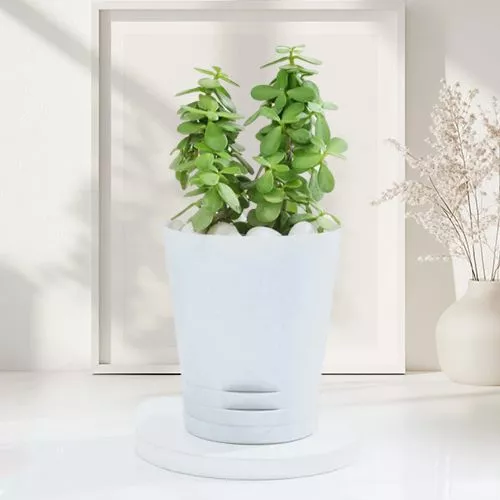 Gorgeous Jade Plant Gift