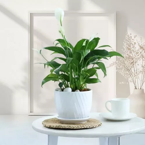 Serene Peace Lily Gift Set